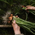 Formación Agricultura Ecológica y Regenerativa