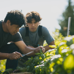 Agroecological Practices