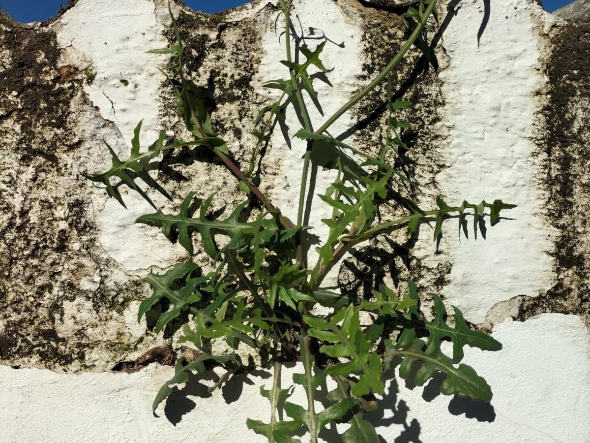 Un día en&nbsp;Quijorna