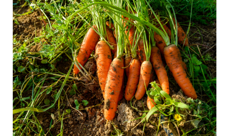 The municipalities of the northwestern mountains of Madrid